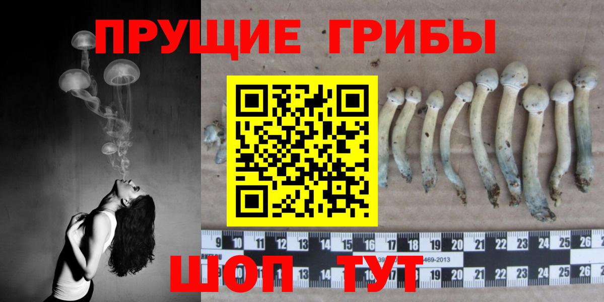 наркотики  Жуковский  Псилоцибиновые грибы Psilocybine cubensis 