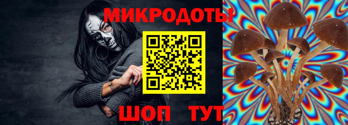 Галлюциногенные грибы Psilocybe Жуковский